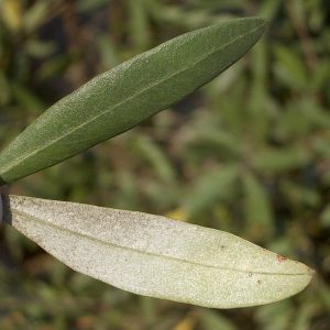 tria-nea-proionta-pou-paragonte-apo-tin-elia-ke-den-echoun-na-kanoun-eleolado