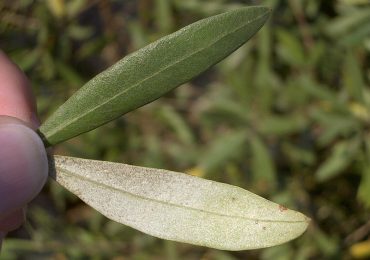 tria-nea-proionta-pou-paragonte-apo-tin-elia-ke-den-echoun-na-kanoun-eleolado