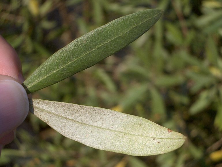 tria-nea-proionta-pou-paragonte-apo-tin-elia-ke-den-echoun-na-kanoun-eleolado