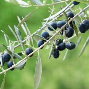 Αειφόρο λιοστάσι 40 στρεμμάτων, δίπλα στη θάλασσα, στη Λακωνία
