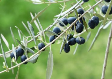 Αειφόρο λιοστάσι 40 στρεμμάτων, δίπλα στη θάλασσα, στη Λακωνία
