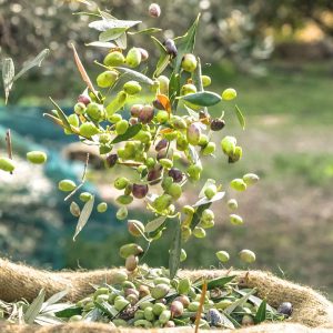 Ελιά Χαλκιδικής: Αποθήκη ή για λάδι χωρίς καλή τιμή, ανοίγουν τα χαρτιά τους οι έμποροι