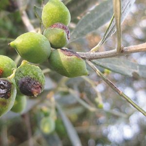 Κρήτη: Ασβεστώνουν τις ελιές για να σώσουν τη σοδειά