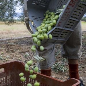 Ελιά: Πώς θα παραχθεί ποιοτικό ελαιόλαδο