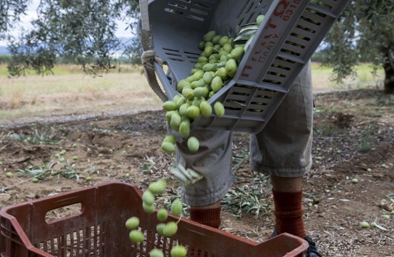 Ελιά: Πώς θα παραχθεί ποιοτικό ελαιόλαδο