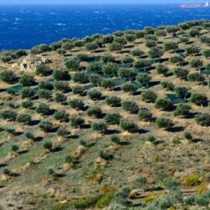 Πρότυπος ελαιώνας και λάδι με βραβεία σε έκταση που είχε ερημοποιηθεί