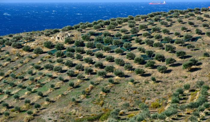 Πρότυπος ελαιώνας και λάδι με βραβεία σε έκταση που είχε ερημοποιηθεί