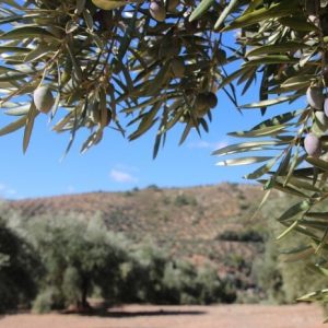 Σύγκριση ισοζυγίων ισπανικής αγοράς τους μήνες Μάρτιο / Φεβρουάριο 2023 (ποσότητες σε τόνους)
