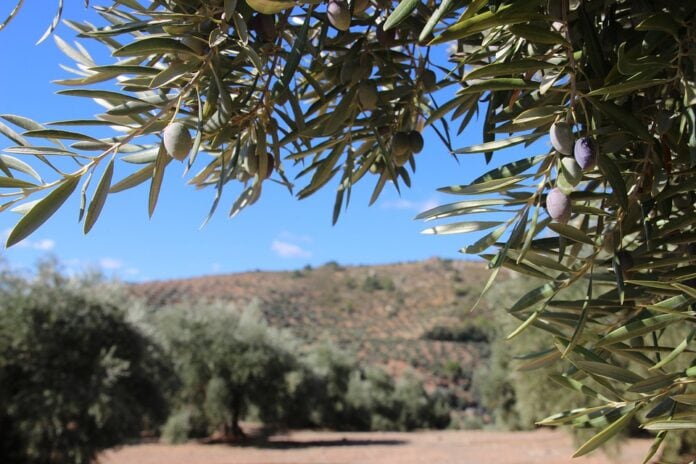 Σύγκριση ισοζυγίων ισπανικής αγοράς τους μήνες Μάρτιο / Φεβρουάριο 2023 (ποσότητες σε τόνους)